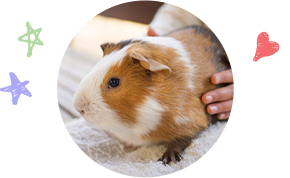 動物とのふれあい