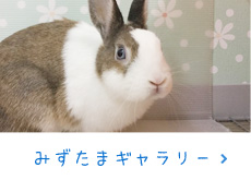 みずたまギャラリー